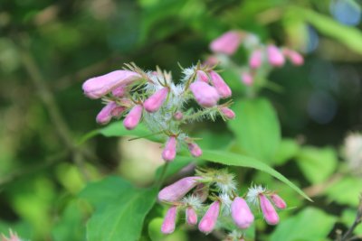 Kolkwitzia amabilis - kolkwitzie krásná - poupata